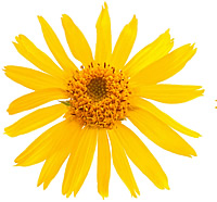 Arnica