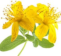 St John's wort