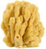 Mangrove-Key-Decor-Sea-Sponge-1200px13